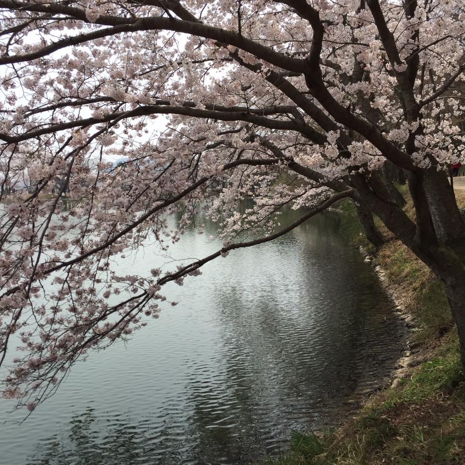 A cherry tree in full blossom hanging over a pond–by Jon Swast.